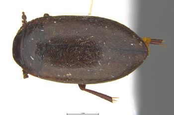 Media type: image;   Entomology 6023 Aspect: habitus dorsal view